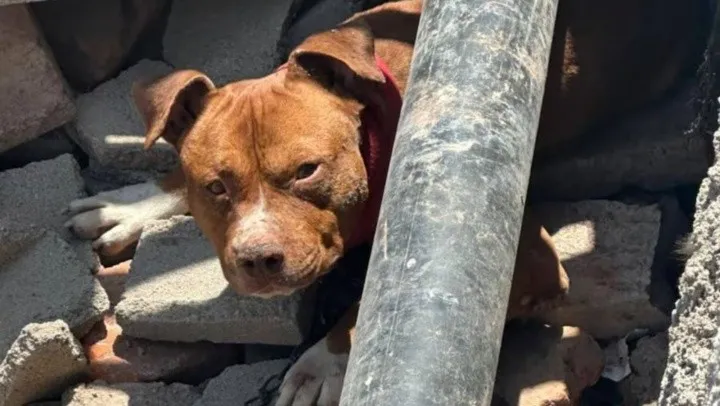 Dos niños fueron atacados ferozmente por un pitbull