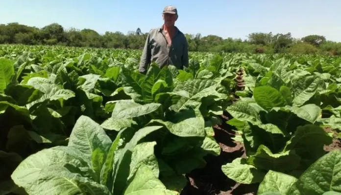 Productores tabacaleros de Misiones denuncian atrasos históricos en pagos del último acopio
