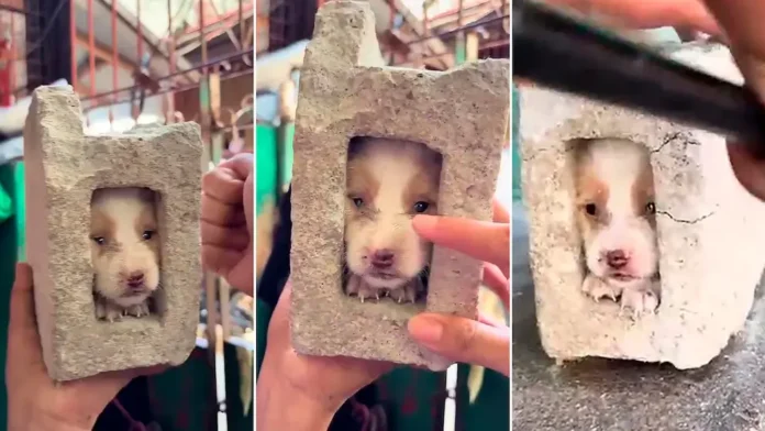 El video del perro atrapado en un ladrillo se vuelve viral y genera debate en redes sociales
