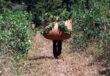 Emergencia yerbatera: productores exigen medidas urgentes en Misiones