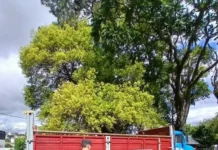 Intentó escapar a Brasil con un camión ajeno y fue detenido tras un operativo en Irigoyen