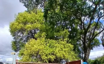 Intentó escapar a Brasil con un camión ajeno y fue detenido tras un operativo en Irigoyen