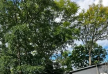 Mató a su pareja con una escopeta y luego se suicidó en una chacra