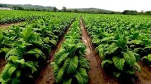 Tras semanas de conflicto, se normalizó el acopio de tabaco en Misiones