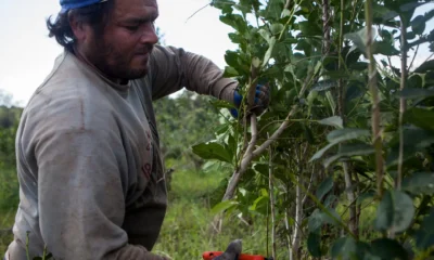 Tareferos aceptan cobrar la mitad por necesidad y UATRE pide controles a Trabajo