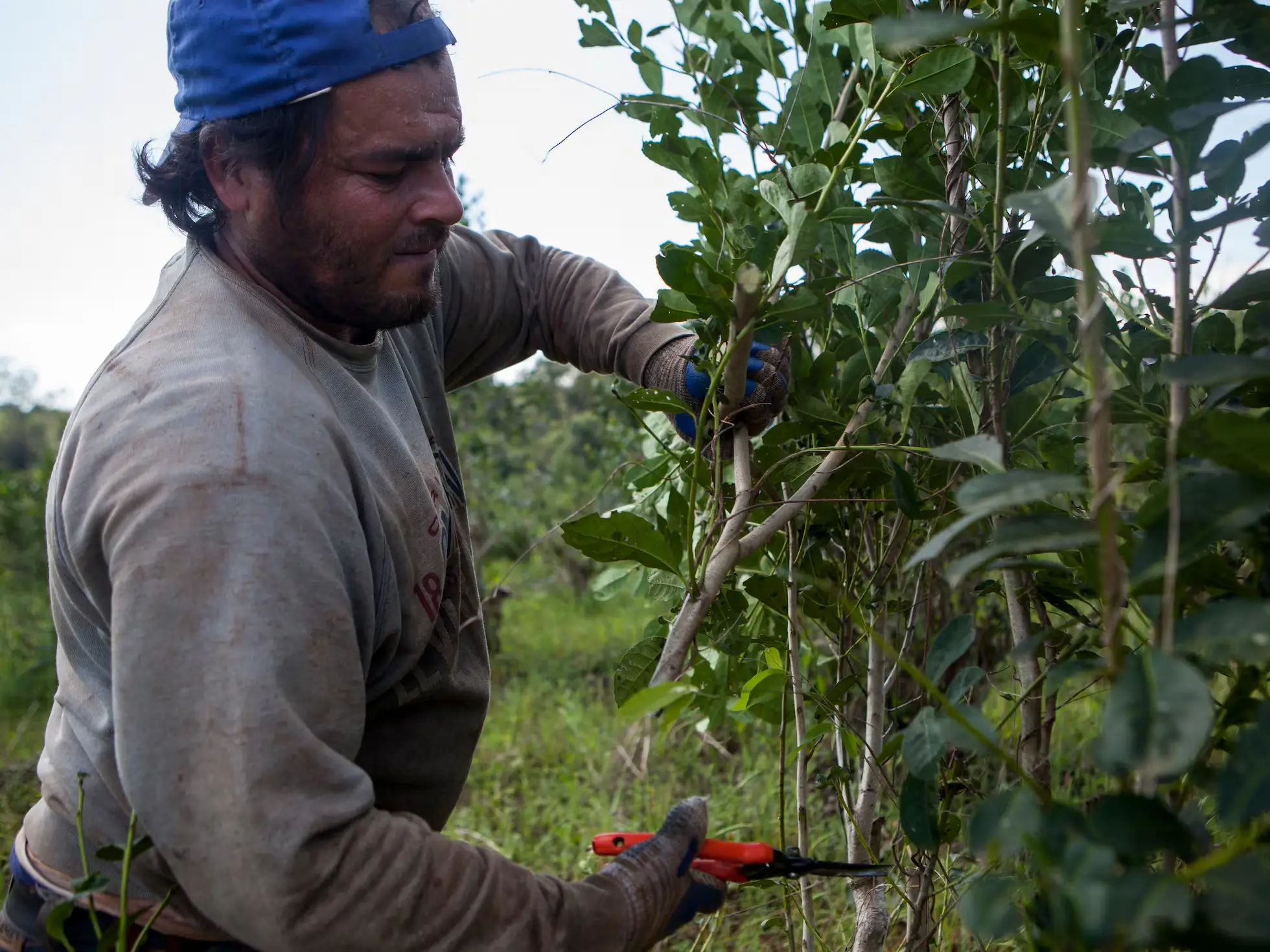 Tareferos aceptan cobrar la mitad por necesidad y UATRE pide controles a Trabajo
