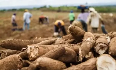 Misiones pidió a la Nación bajar el IVA a la harina de mandioca para equipararla con la de trigo