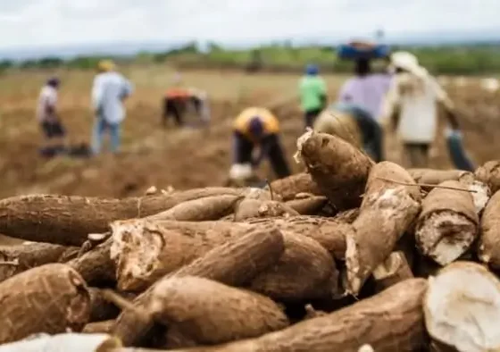Misiones pidió a la Nación bajar el IVA a la harina de mandioca para equipararla con la de trigo